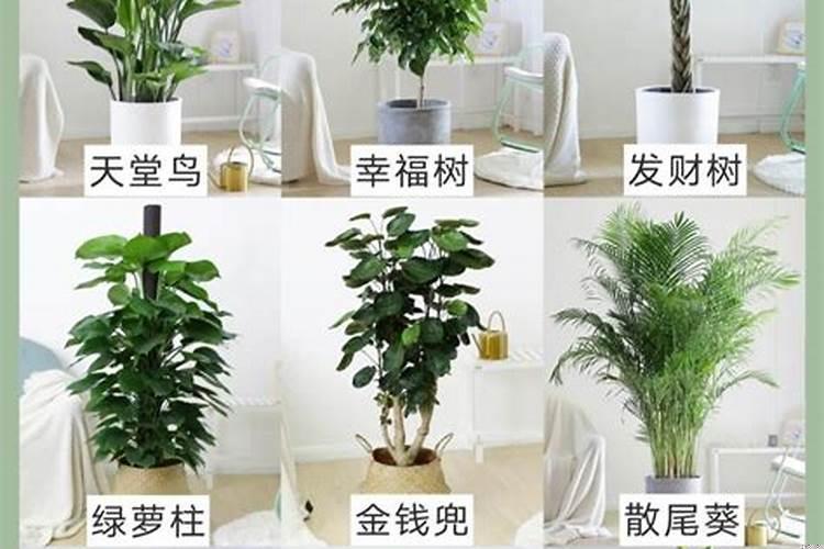 适合室内的绿植有哪些不见太阳的