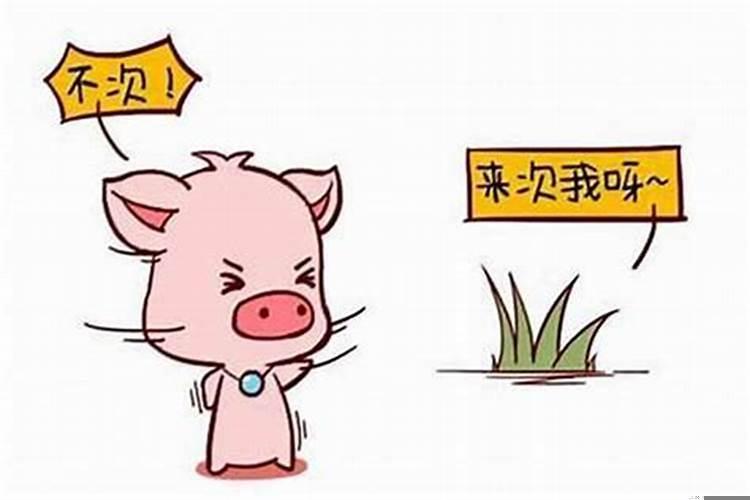 属鼠与属猪的相配吗