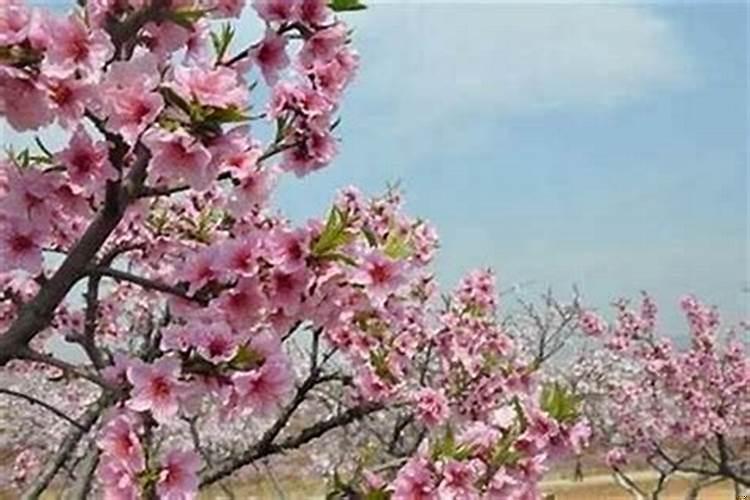 怎么查八字桃花