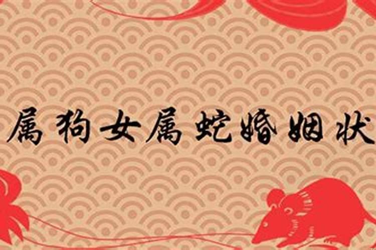 女属狗男属蛇的婚姻怎么样