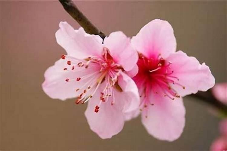 怎么查八字桃花