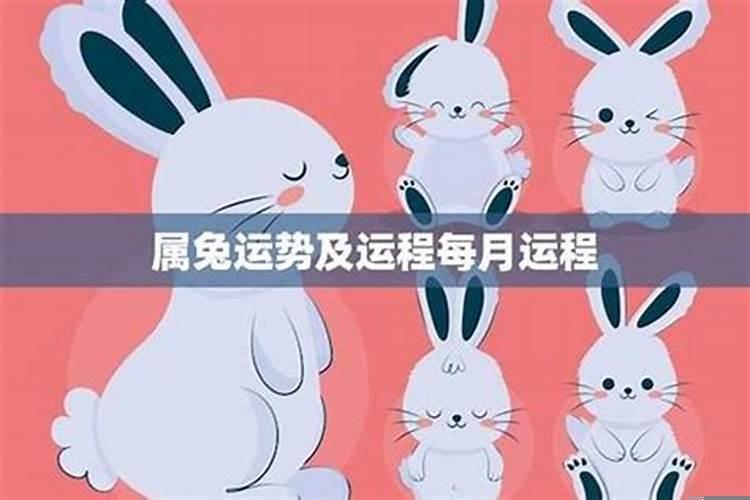 属兔人今天财运运势