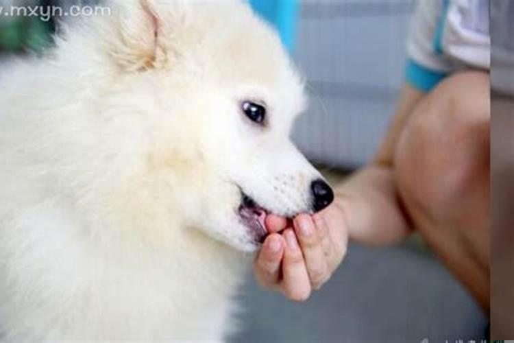 梦见狗熊咬我手