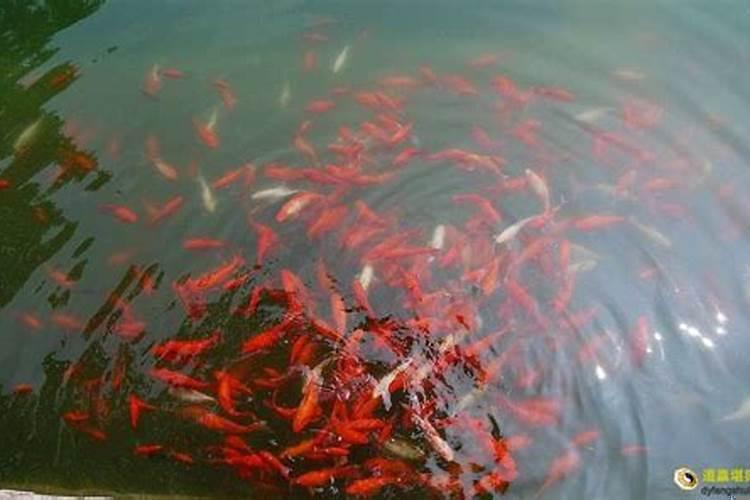 梦见好多鱼预示着什么