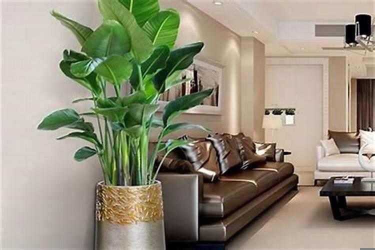 家里养什么植物好风水好