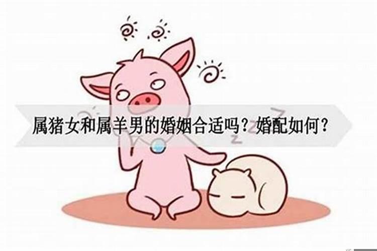 男猪和女猪相配吗婚姻