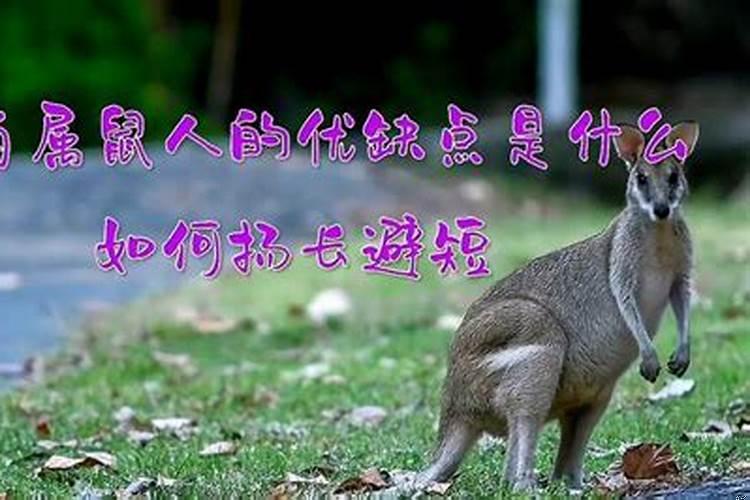 属鼠的人有什么缺点