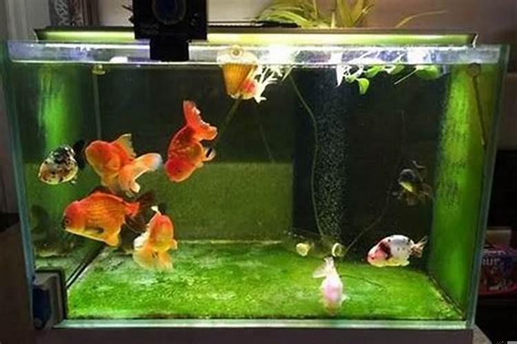 鱼缸里放什么旺财