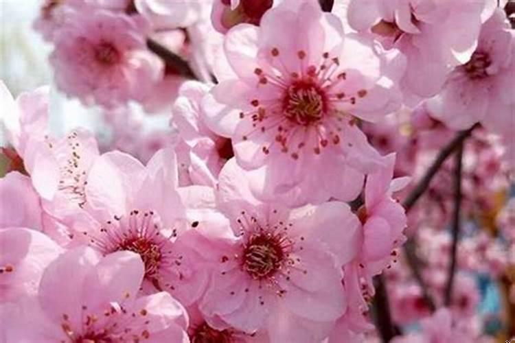 星座里的烂桃花是什么意思