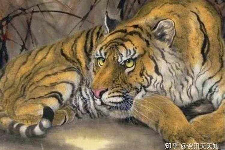 属虎的人2022年的运势如何