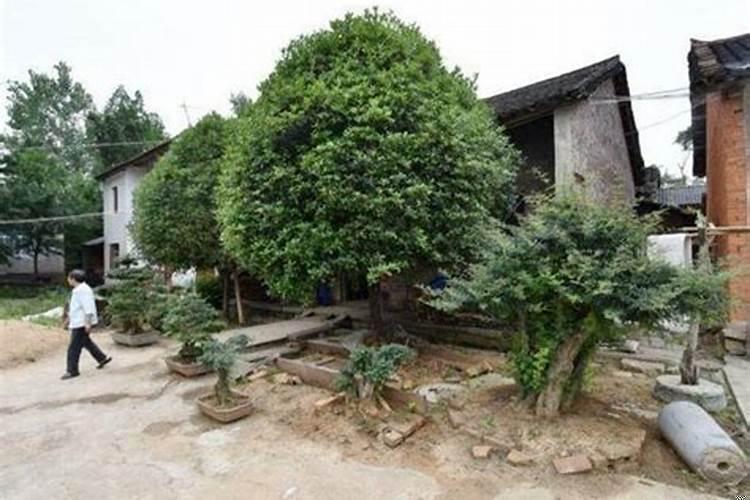 门前种什么树风水好