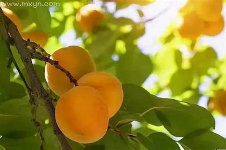孕妇梦见杏子是什么意思
