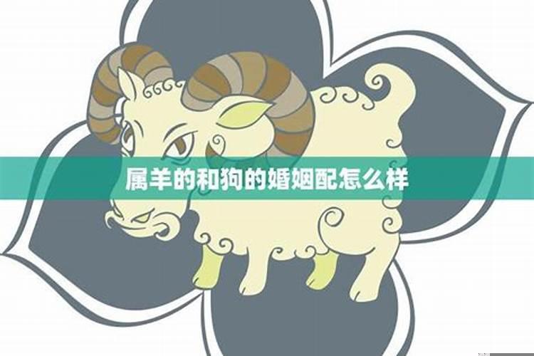 属羊的和属狗的结婚会怎么样