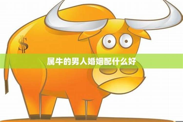 属牛男爱老婆还是情人