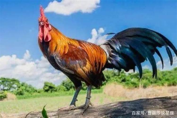 属鸡的人适合穿什么颜色