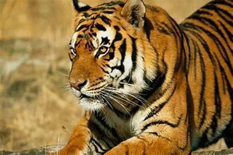 1986年虎是火命吗