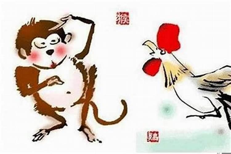 猴和鸡今年的运势