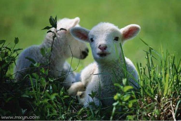 梦见小羊是什么意思?