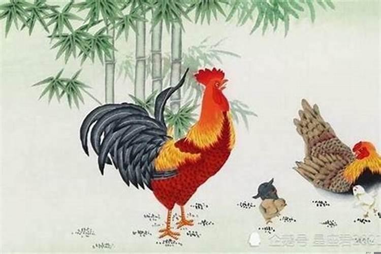 牛年属鸡的人运气怎么样