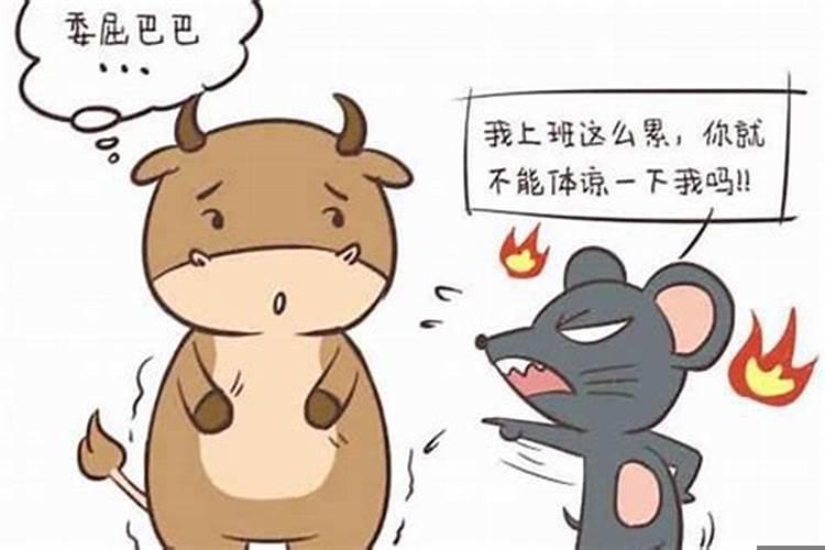 女属鼠的和男属牛的相配吗