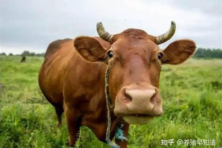梦见和前女友发生性是什么意思