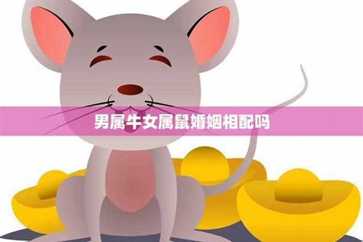 女属鼠的和男属牛的相配吗