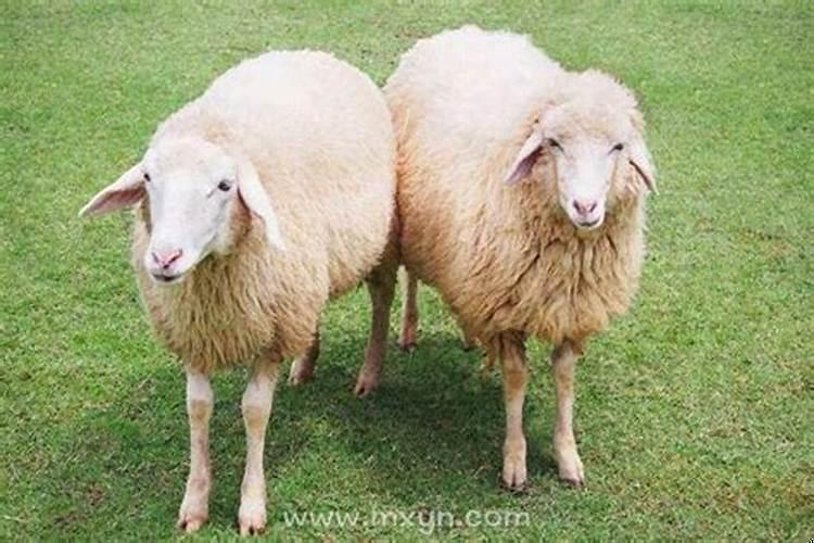 梦见小羊是什么意思?