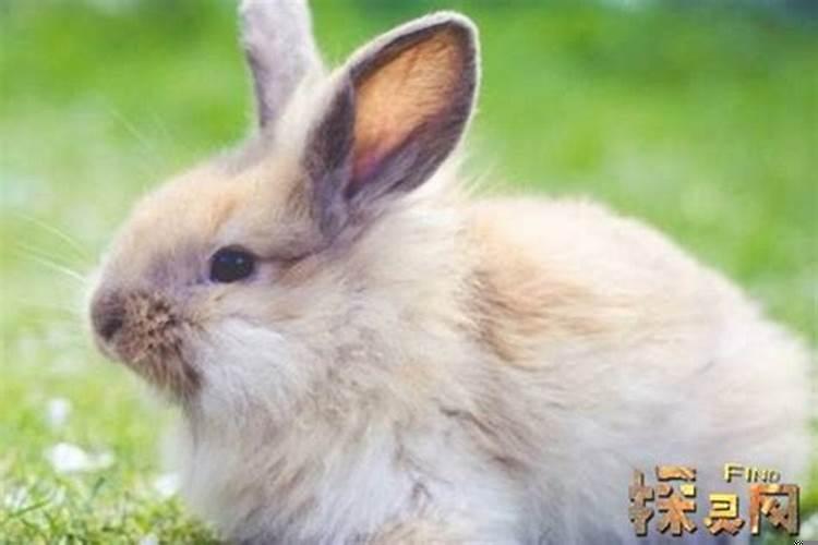 87年属兔34岁有一劫怎么化解