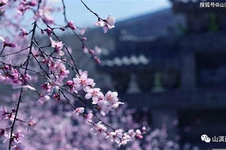 八字桃花的意思