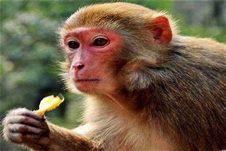 属猴的适合养什么植物花