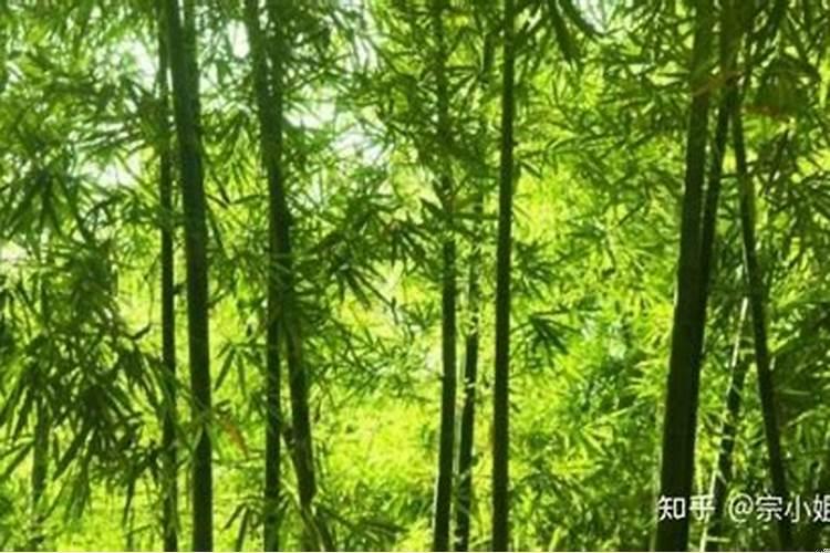 坟前竹林好吗