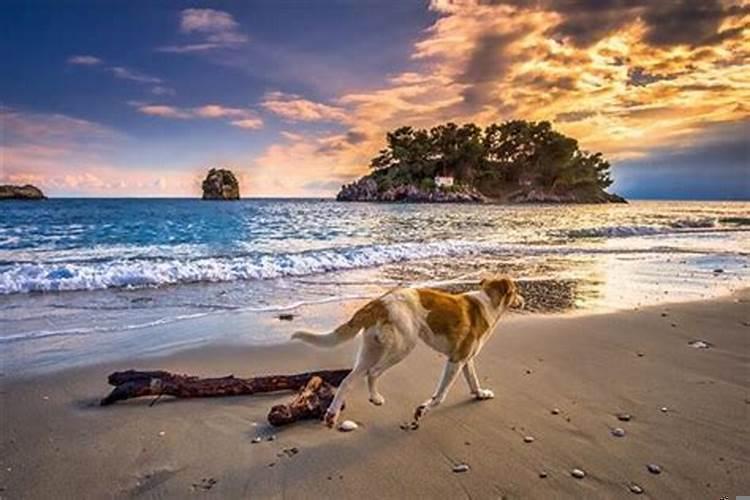 94年属狗哪年结婚