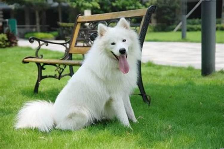 82年属狗的2025年多大岁数