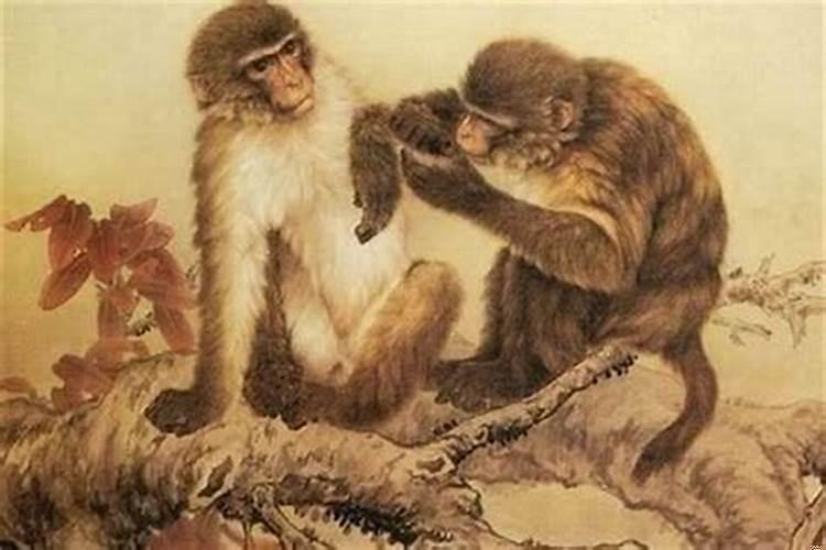 属猴的是几几年生人?