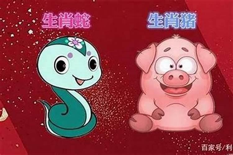 有属猪和属蛇的夫妻吗