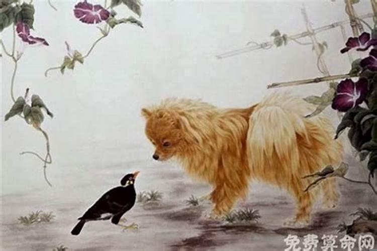 属狗的与属猪的婚配怎么样