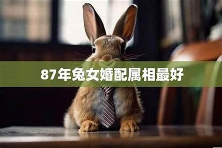 什么生肖旺兔的事业