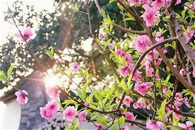 如何增加桃花运和财运
