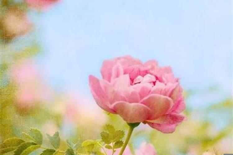 属虎的人2021年桃花运