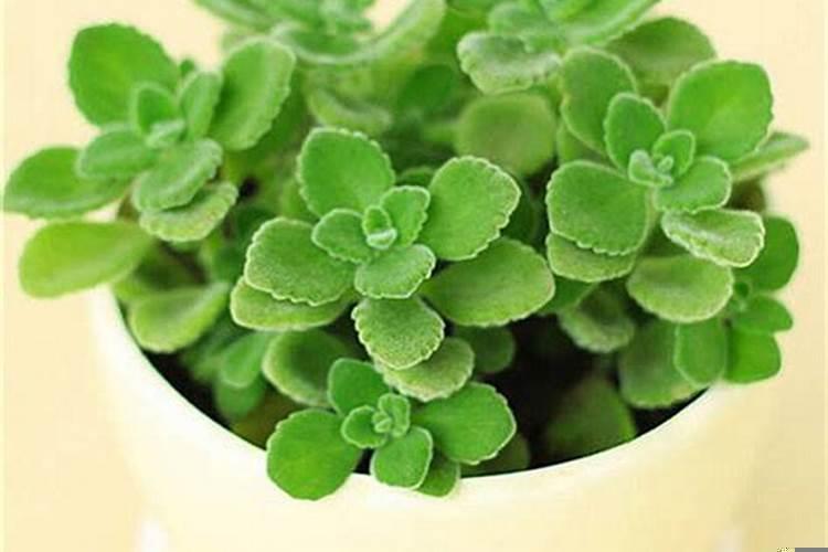十二生肖的吉祥植物是什么