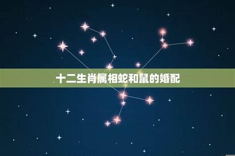 蛇和鼠相配如何