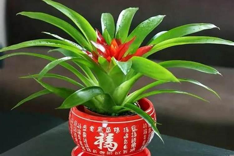十二生肖的吉祥植物是什么