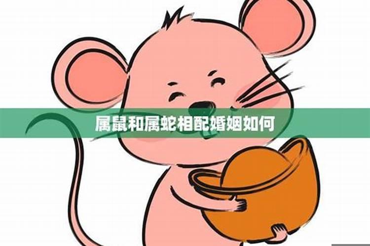 蛇和鼠相配如何