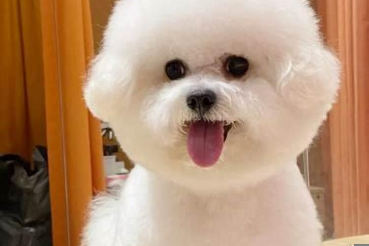 狗狗怕什么味道