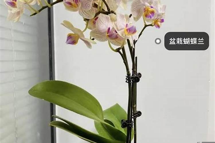 领导办公桌上放什么植物好