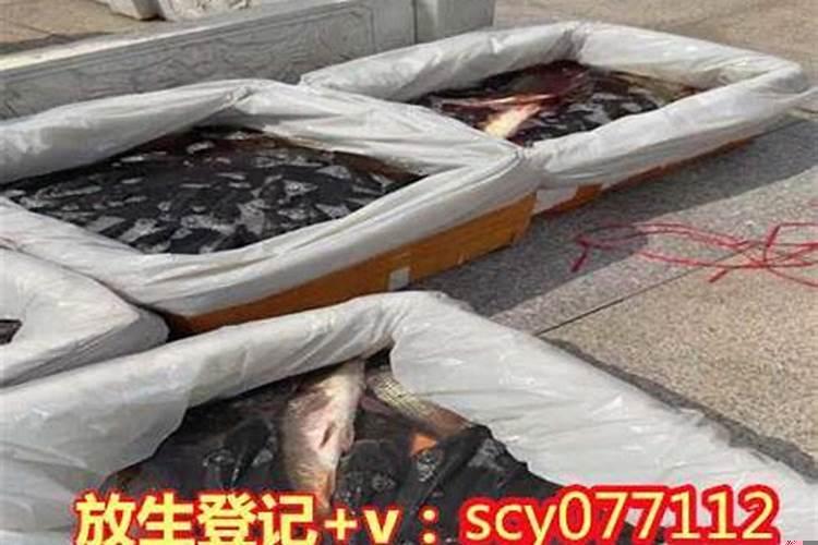 放生鲫鱼有什么好处和坏处