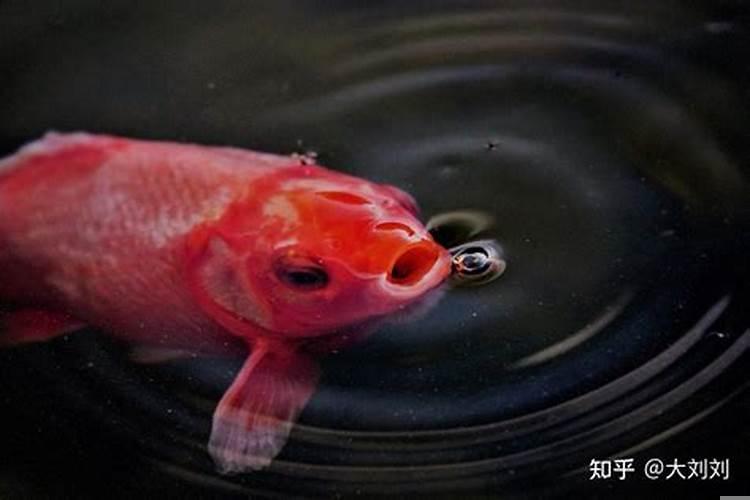 鱼几天喂一次比较好一次喂多少