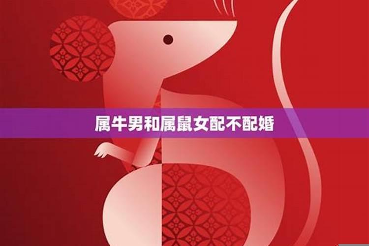 属牛男和属鼠女相配吗