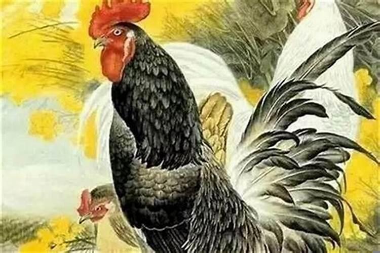 农历12月属鸡的人命运怎么样