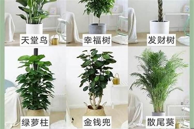 大厅放什么植物旺财身体好